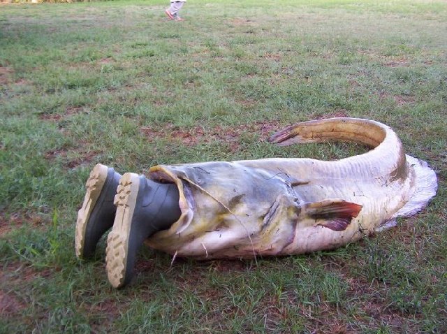 siluro_mangia_pescatore.jpg