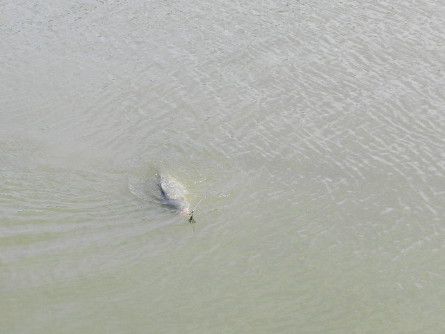 DSCN0680.JPG