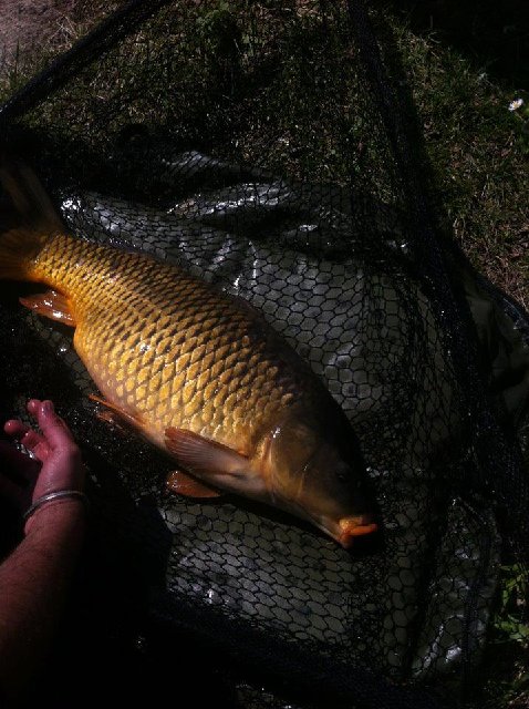 carpa lambro.jpg (112.21 KiB) Visto 4077 volte carpa lambro.jpg