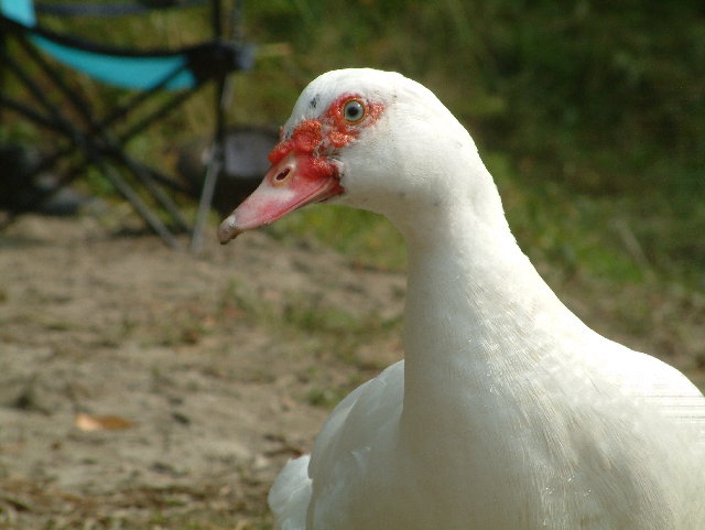 DSCF0017.JPG