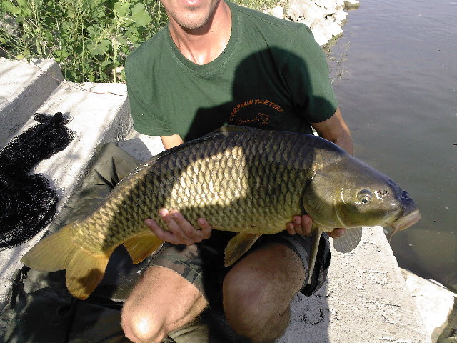 Carpa PO.jpg