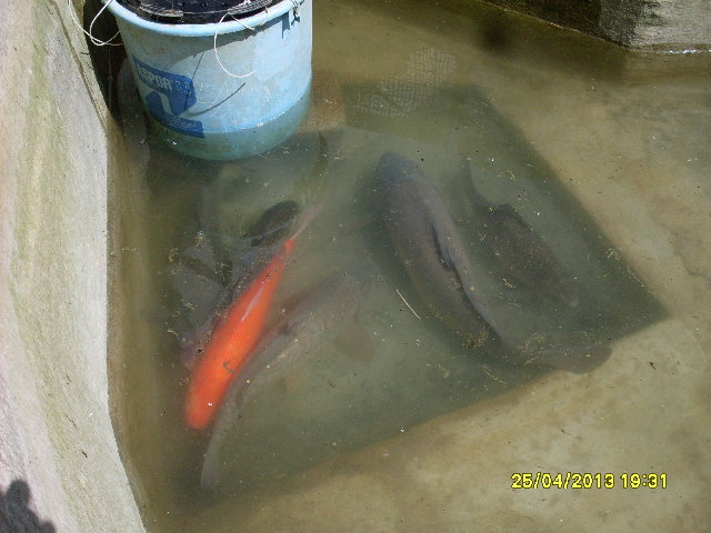 SDC11191.JPG