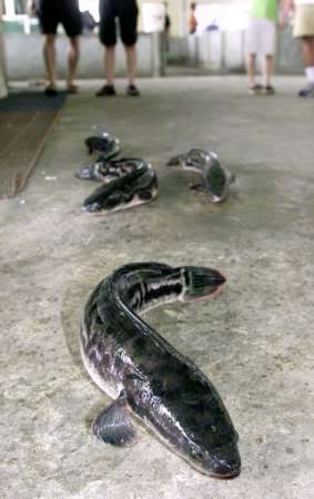 snakehead-fish.jpg