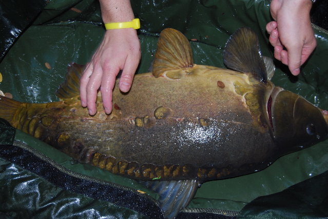 DSC_1247.JPG (2.51 MiB) Visto 3883 volte DSC_1247.JPG