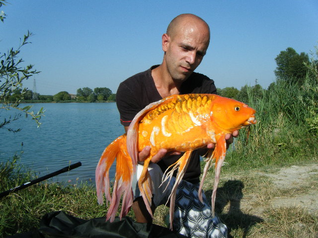 Koi 2.jpg