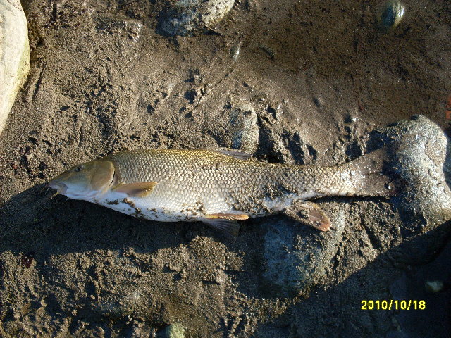 SDC10606.JPG