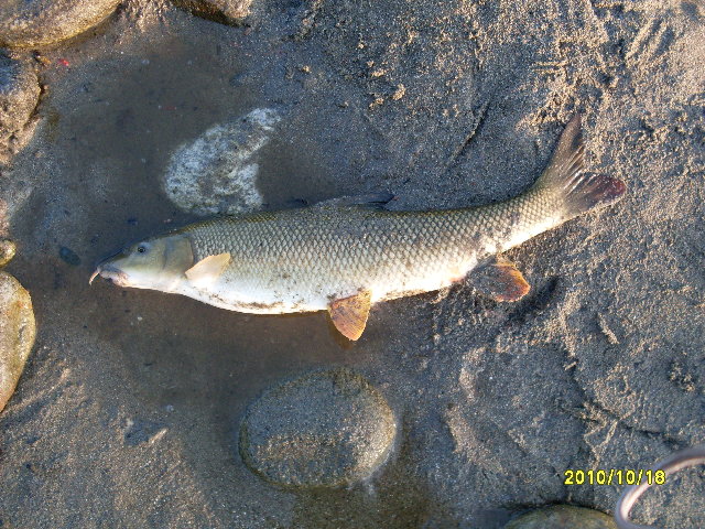 SDC10602.JPG