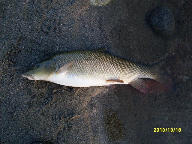 SDC10601.JPG