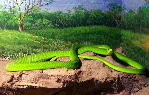 Mamba.jpg