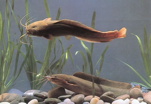 Clarias_batrachus.jpg