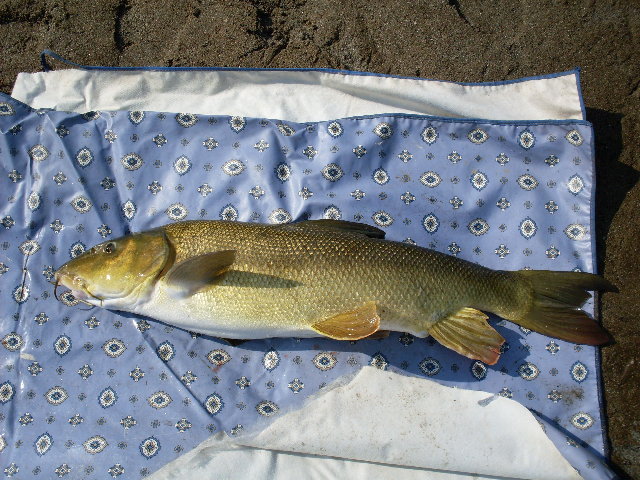 SDC10748.JPG