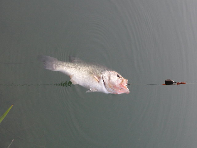 DSC00084.JPG