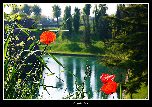 papaveri.jpg