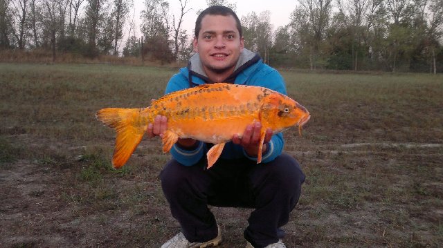 koi.jpg